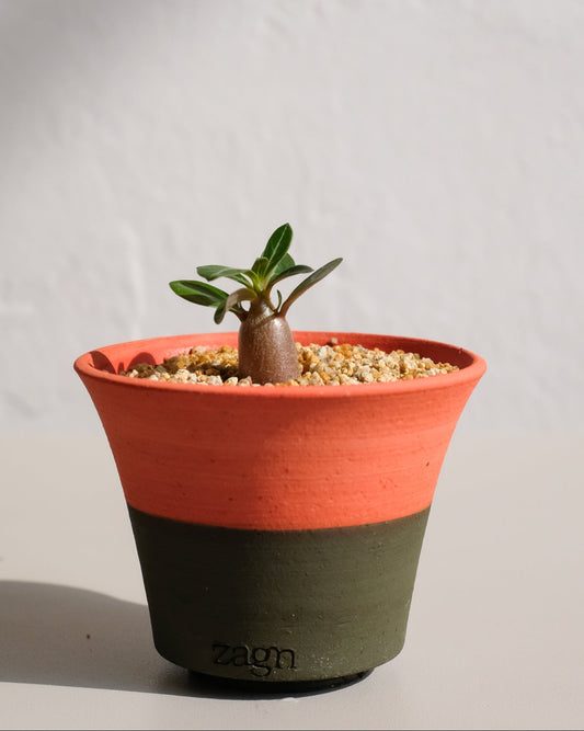 Petite Orange Tree Clay Pot | Handmade Breathable Planter for Succulents & Cacti