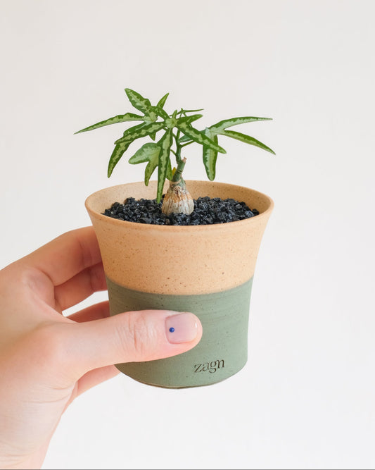 Petite Tea Tree Clay Pot | Handmade Breathable Planter for Succulents & Cacti