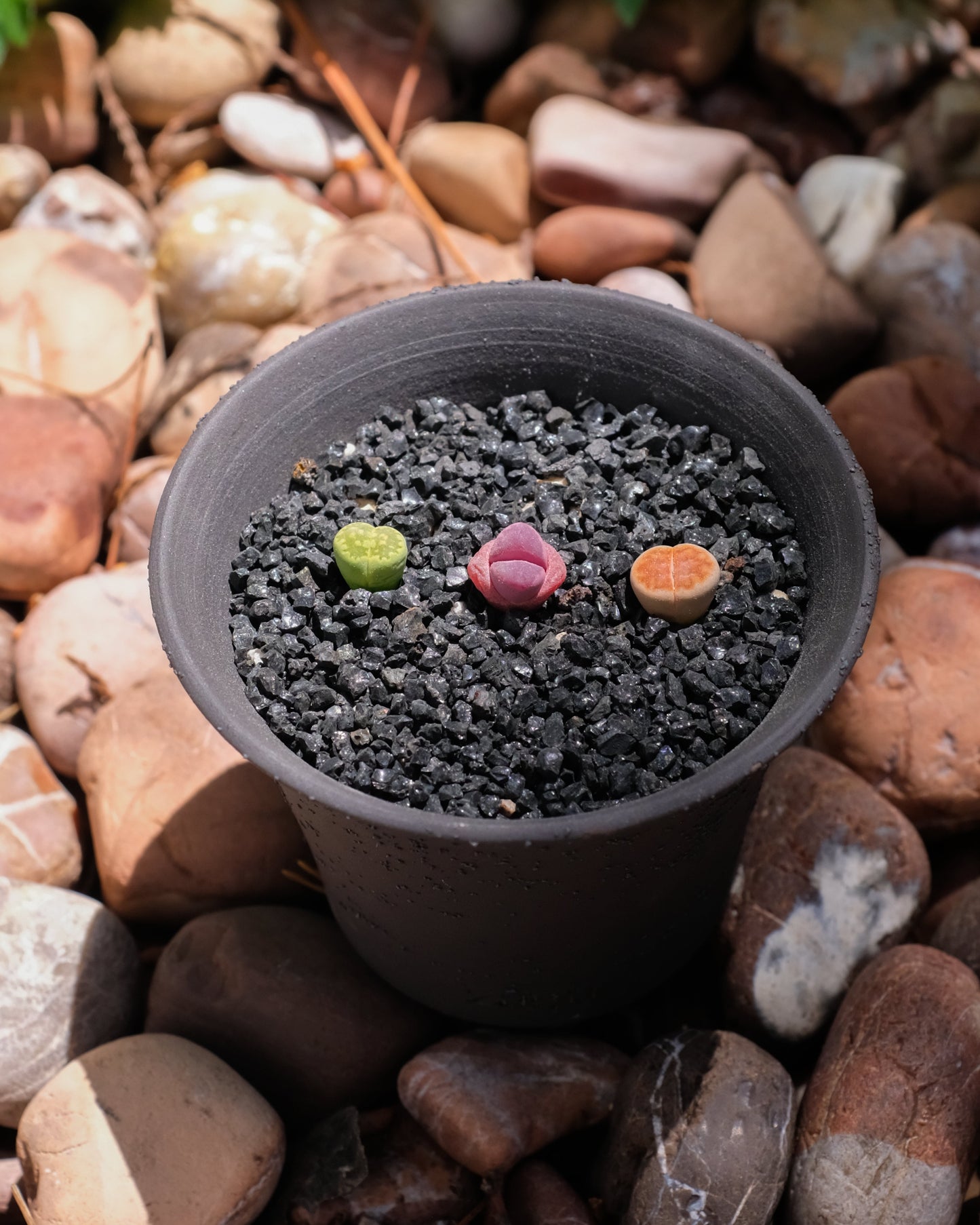 Petite Ink Clay Pot | Handmade Breathable Planter for Succulents & Cacti