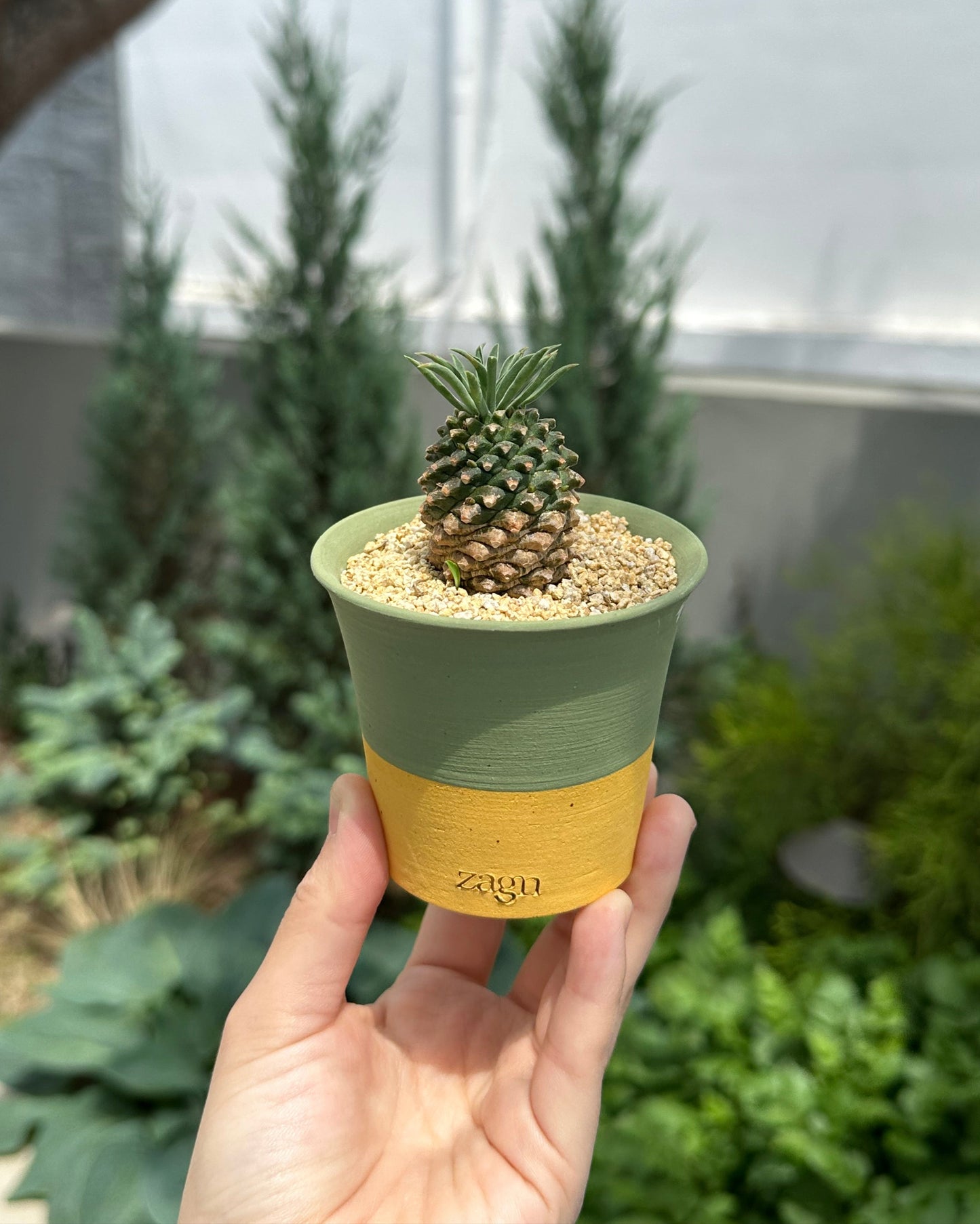 Petite Lemon Lime Clay Pot | Handmade Breathable Planter for Succulents & Cacti