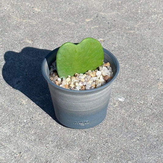 Heart Hoya in Handmade Clay Pot | Hoya Kerrii Gift | Two-Tone or Mono Planter