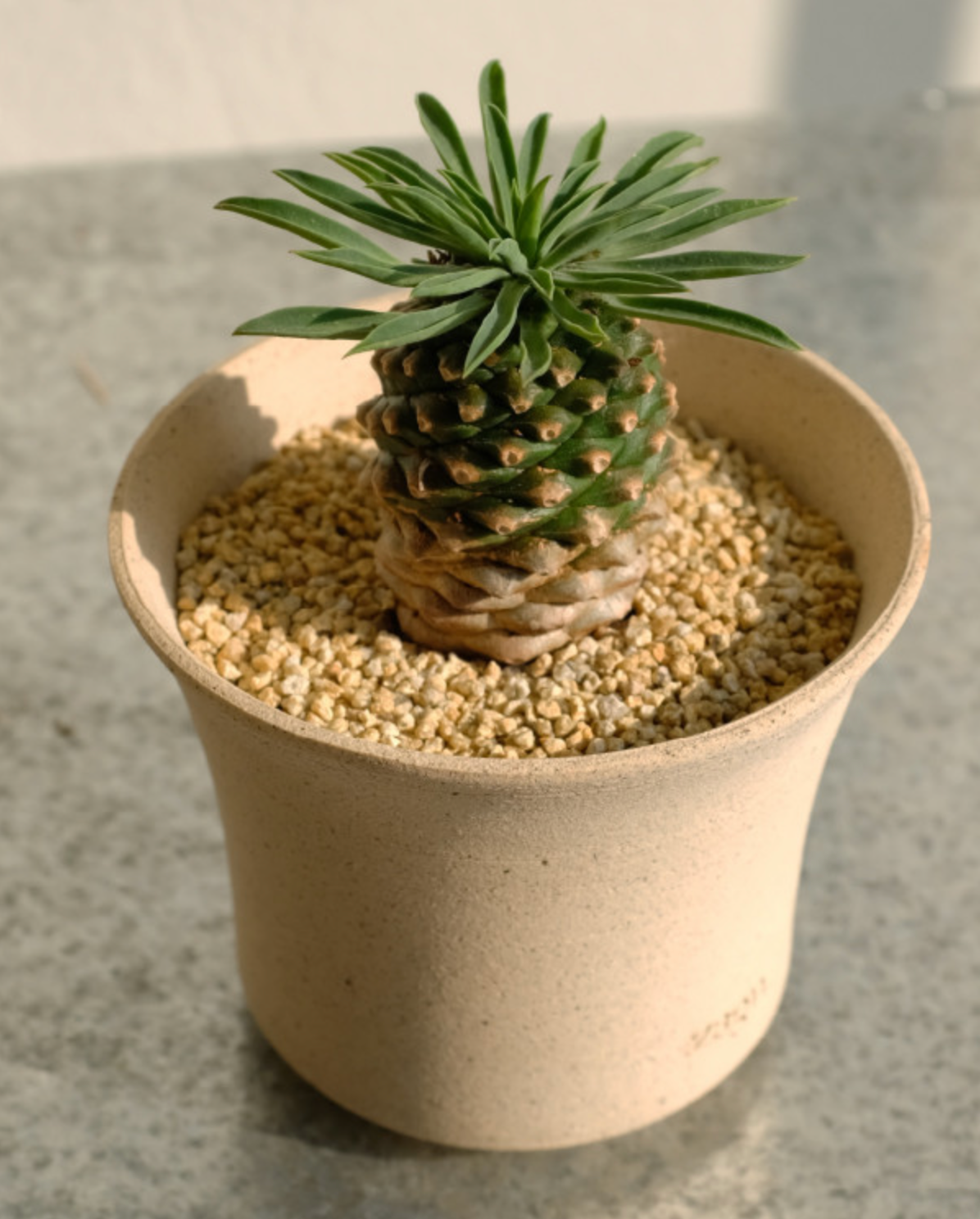 Petite Eggshell Clay Pot | Handmade Breathable Planter for Succulents & Cacti