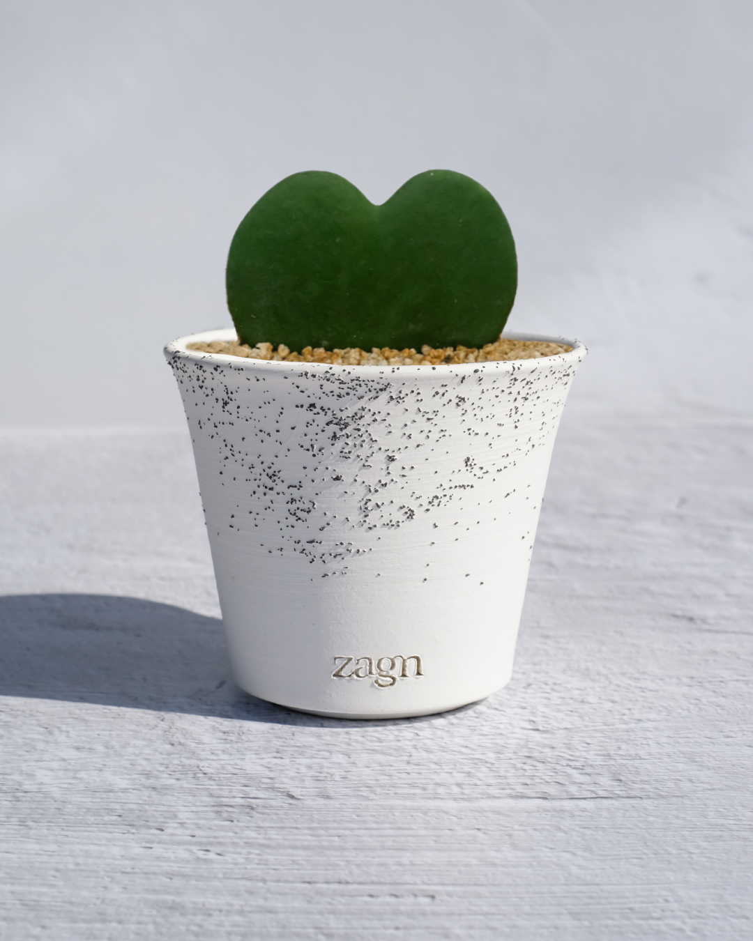 Heart Hoya in Handmade Clay Pot | Hoya Kerrii Gift | Two-Tone or Mono Planter