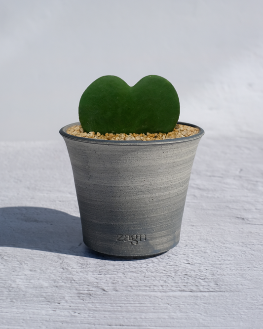 Heart Hoya in Handmade Clay Pot | Hoya Kerrii Gift | Two-Tone or Mono Planter