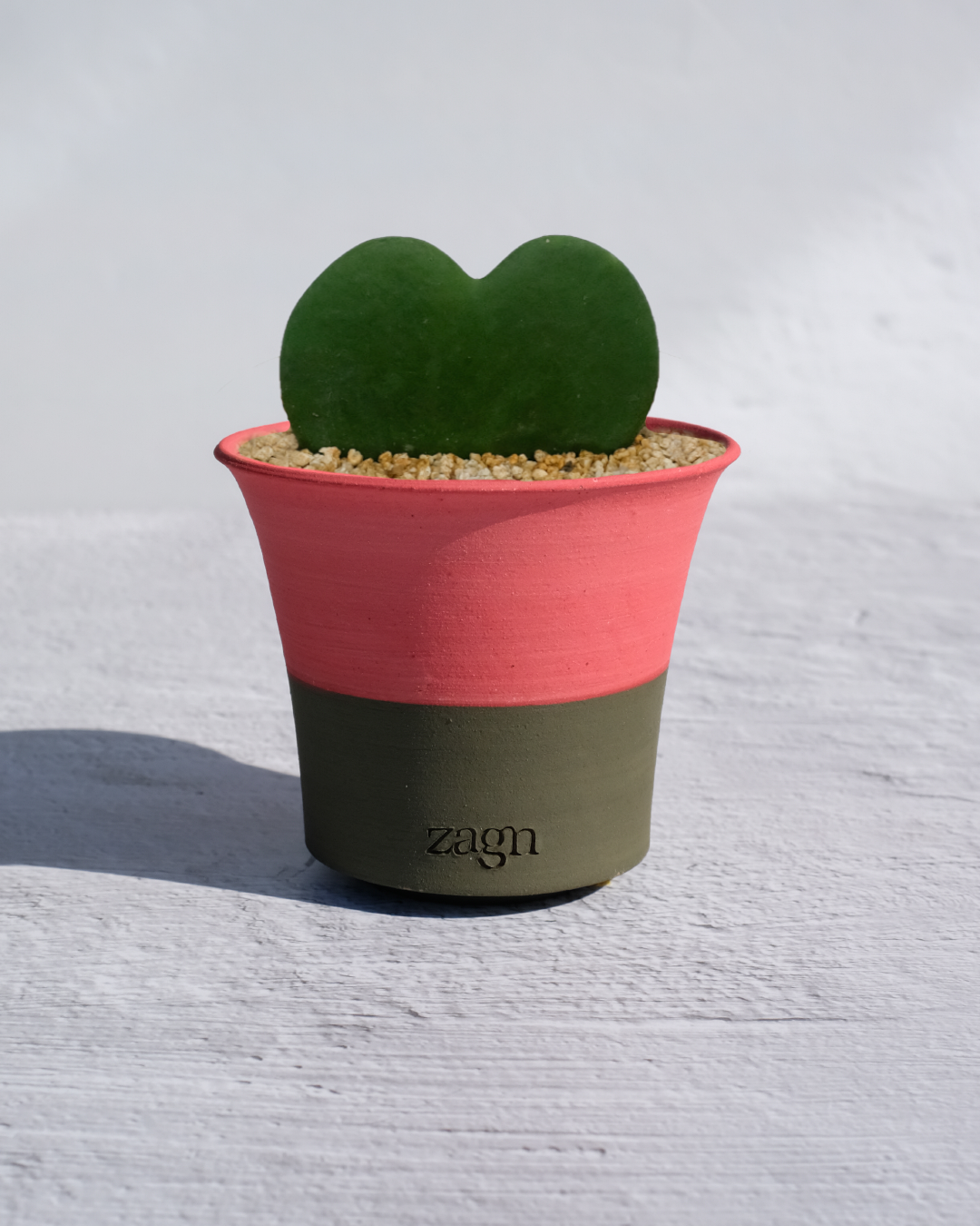 Heart Hoya in Handmade Clay Pot | Hoya Kerrii Gift | Two-Tone or Mono Planter