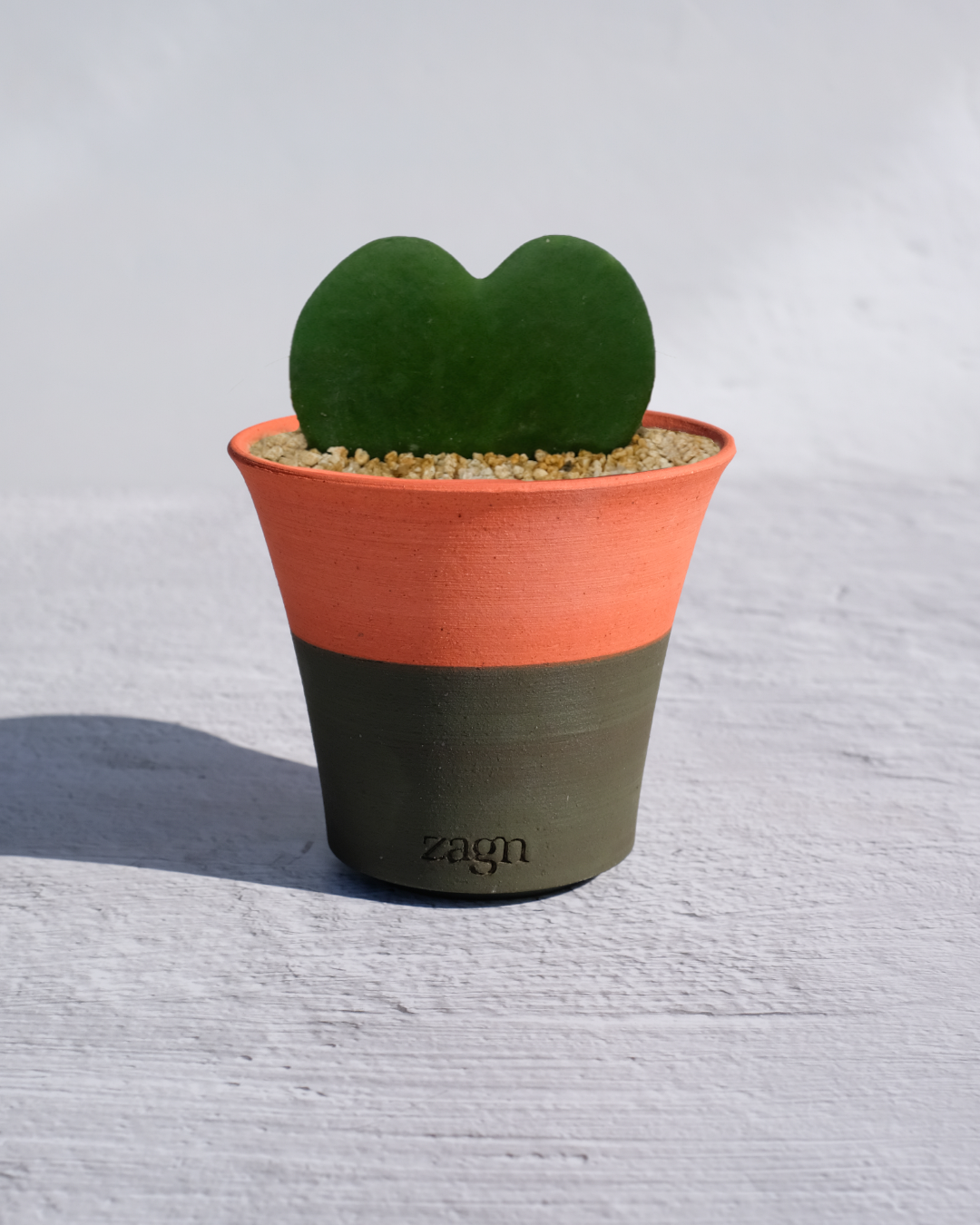 Heart Hoya in Handmade Clay Pot | Hoya Kerrii Gift | Two-Tone or Mono Planter
